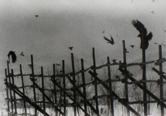 socialpsychopathblr:Karasu – Solitude Of Ravens, by Masahisa Fukase.Karasu is