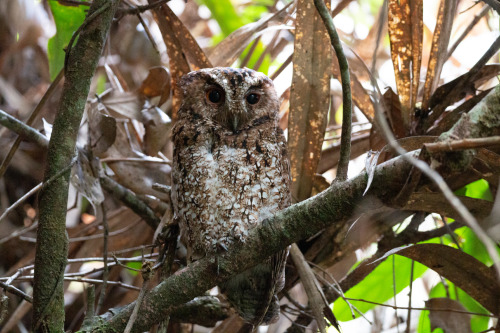 scinewscom:
“Scops-Owl Subspecies Missing for 125 Years Rediscovered in Malaysiahttp://www.sci-news.com/biology/bornean-rajah-scops-owl-09620.html
”