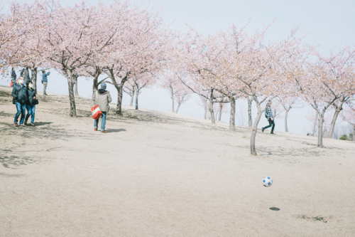 河津桜