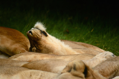 I went to Knowsley Safari Park last week. most of the animals were sleepy and cuddly and adorable.