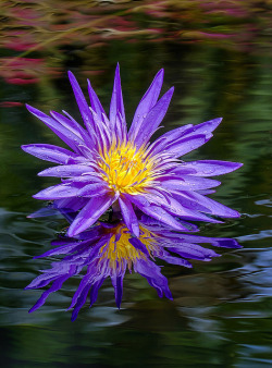 outdoormagic:  Water Lily Reflection. Fairchild