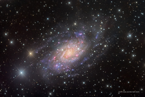 NGC 2403 in Camelopardalis Image Credit &amp; Copyright: Eric Coles and Mel Helm ov
