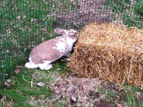 We went to this Open Villages (Avoimet Kylät) event last weekend and one had a traveling petting zoo