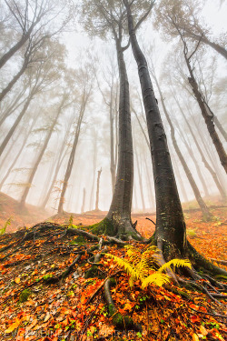 ladylandscape:  (via 500px / Forest’s Lords