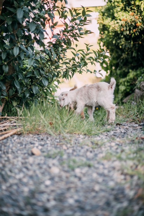backyard goats, 2015