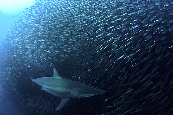 nubbsgalore:  safety in numbers. photos of sharks attacking a sardine bait ball by