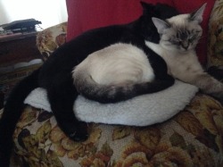 Baby Amber and big boy Panther cuddling at Christmas 2013.