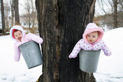 tripperfunsters:  wordsofdiana:  tastefullyoffensive:  How babies are born in Canada. [via]  Hey! That’s not how they’re born, that’s just how we find them, in our maple syrup buckets. No one knows how the fuck they’re born.  That’s just in