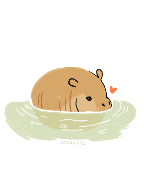 rosarrie:baby hippo