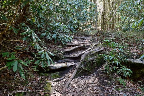 Northup Falls at Colditz Cove State Natural Area in Jamestown TN