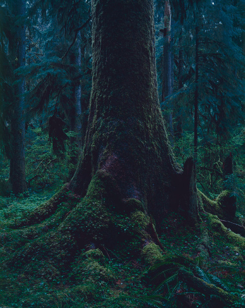 slunny:   ☽ Natural & Spiritual blog ☾  