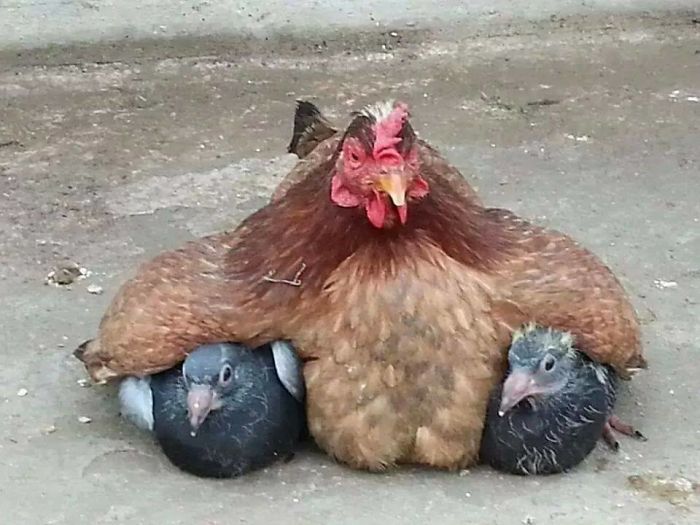 impossiblejellyfishfart: cryoverkiltmilk:  catsbeaversandducks:  Mama Hens And Their