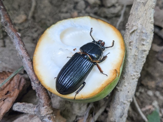 both the beetle and the fruit are on the ground