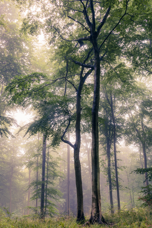 90377: Haunted Forest  by JAGO BOLDUC