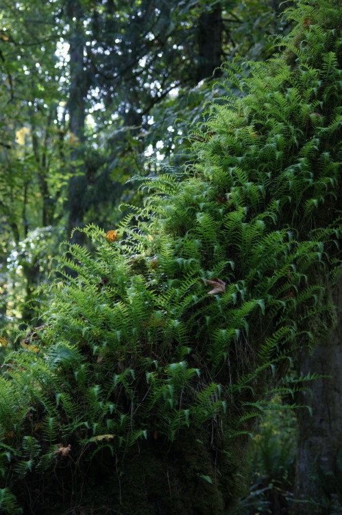 Lotsa licorice ferns