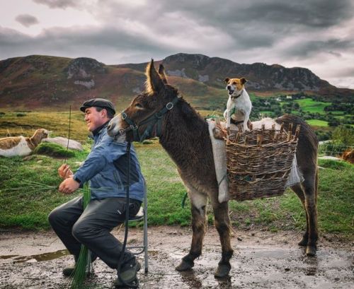 everything-celtic: A man and his animals on Ireland’s Ring of Kerry