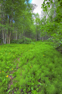 tulipnight:  Fern Covered Forest Floor by