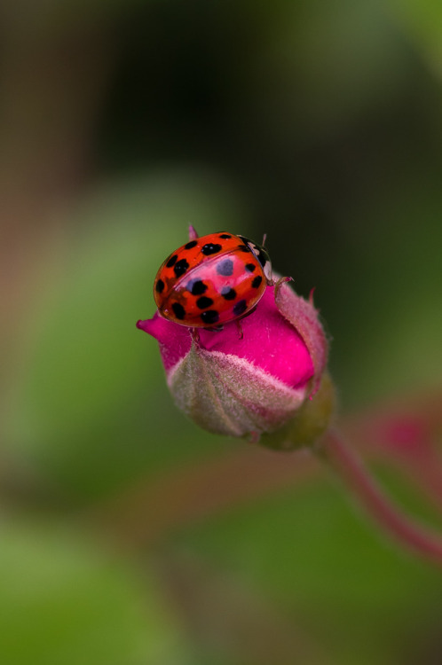 ladybird