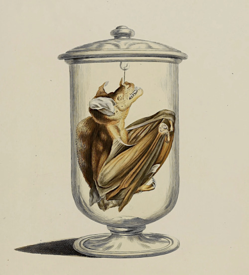 Die Säugthiere in Abbildungen nach der Natur - 1774 - via Internet Archive