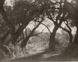 tytusjaneta:   Laura Gilpin, Cottonwoods, Taos Pueblo, 1923.