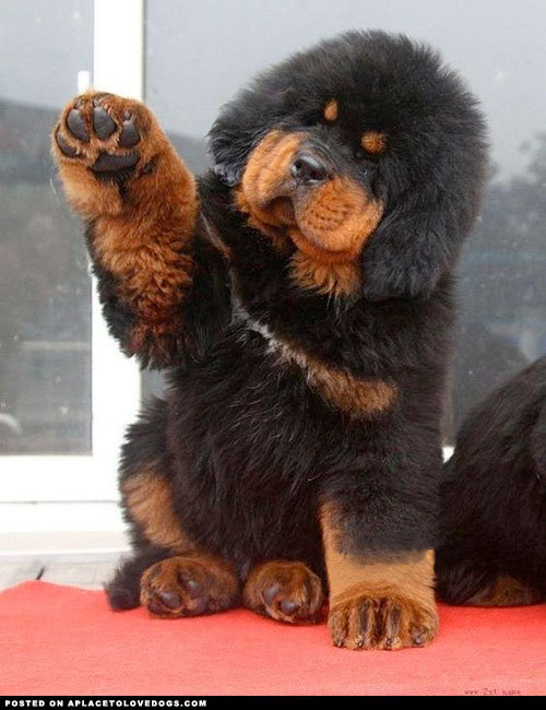 catertothehollow:  Tibetan Mastiffs  