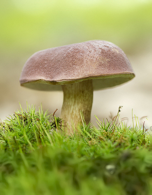 blooms-and-shrooms: Tylopilus Rubrobrunneus by All Things Winged and Wonderful Photography on Flickr
