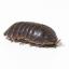 blonathan-the-pillbug