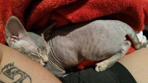 thelittlemagpiemurderer:So I got myself a Devon Rex a coupple of weeks ago and I’m absolutely 