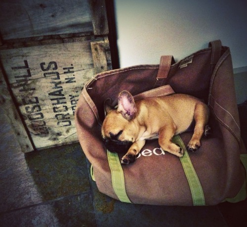 llbeanpr:
“ Gatsby loves to take naps in #LLBean Boat and Totes.
”
That’s my boy. #llbeanpr, you have made my day.
Hugs & kisses from Gatsby. xo
www.greetgatsby.com