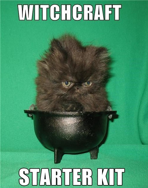 squishfacekitties:  smushedfacecreatures:  Yes, please!  oh my god yes