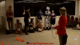 pupsiris:  Being my foxy self for the DomConLA Pet Show! ;)  Thank you petplaypalace for the amazing video!    Great gifs! I’m glad you like the video, it was such a fun show!