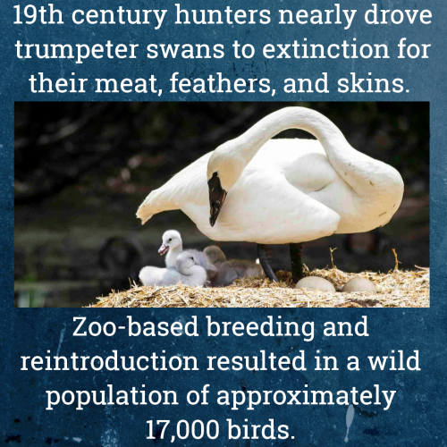 Zoos help, support, and lead conservation efforts. In doing so they save species from extinction. #B