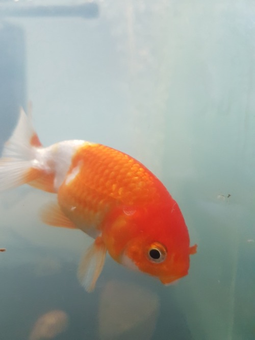 fishyscales:Meet Sunkist my new little ranchu!