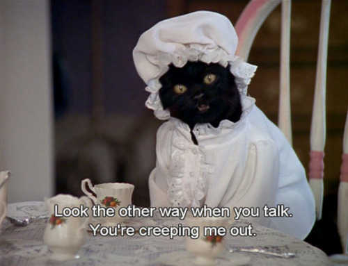 cumber-bitches:  demigodofhoolemere:  i feel like salem the cat is tumblr’s spirit animal               do you guys see what i’m getting at  . 