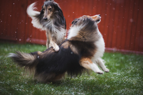 healingheartdogs:ofcarnivora:The rare occasion when Chico is playful So much swishing fur, it’s magn