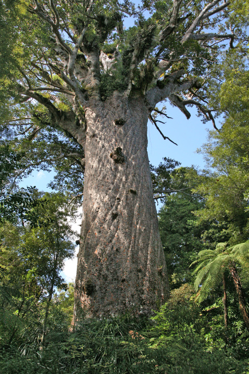 Lord of the ForestThis giant tree is known as Tāne Mahuta, which translates from the Maori language 