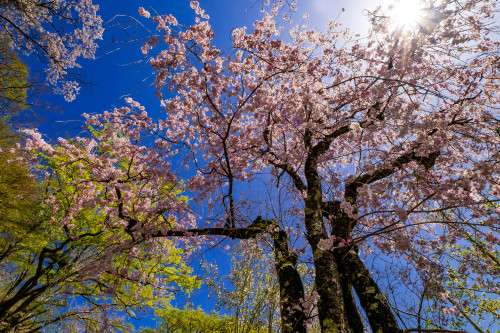 春彩の寺