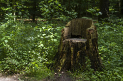 sleg:    Tree stump seat - 2015 