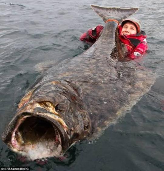 オヒョウ Explore Tumblr Posts And Blogs Tumgir