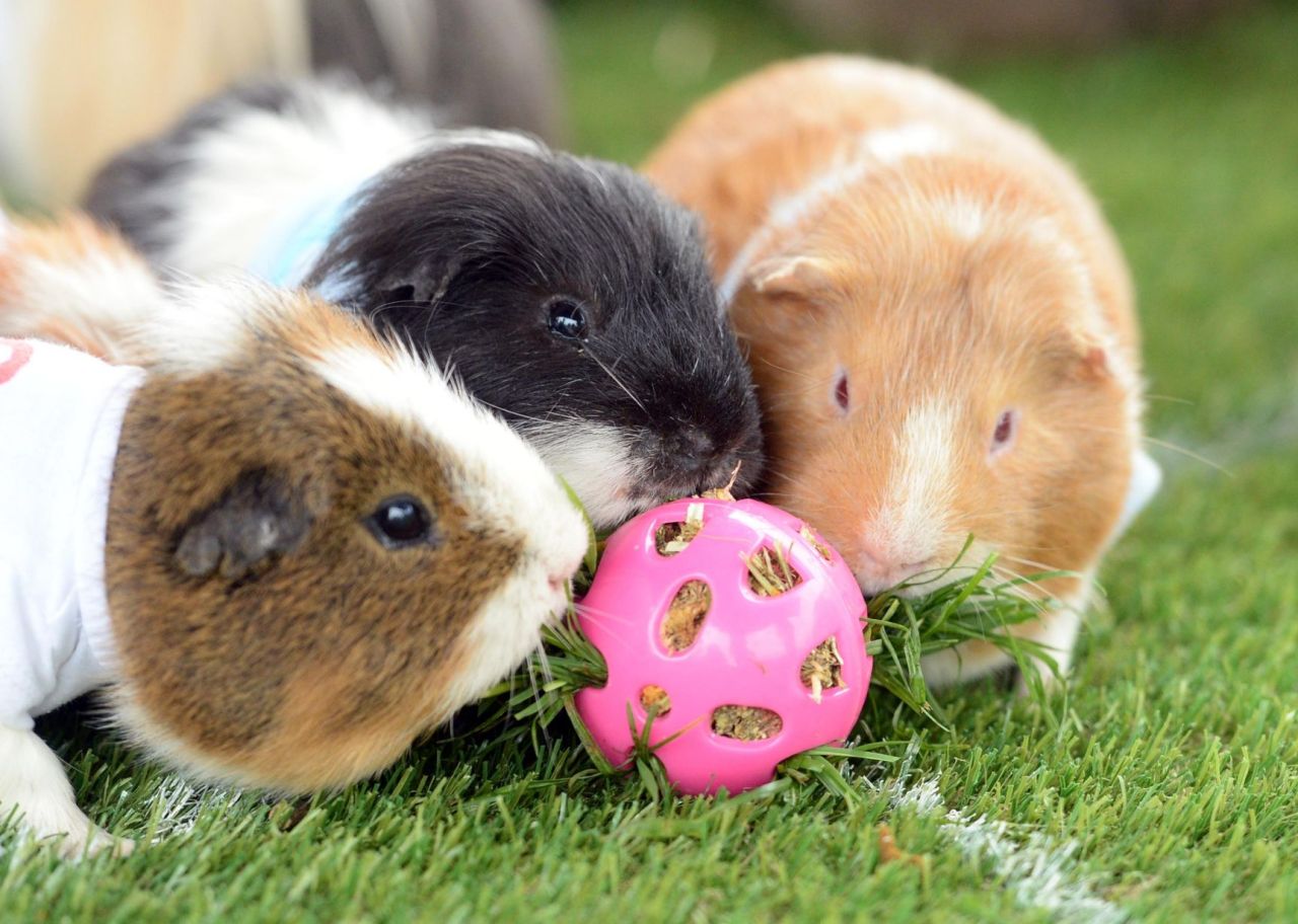 guineapiggies:  (via Birmingham Mail)