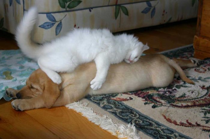 12 Photos of Cats Treating Dogs Like Pillows
Dogs are man’s best friend. And cat’s purrfect pillow.