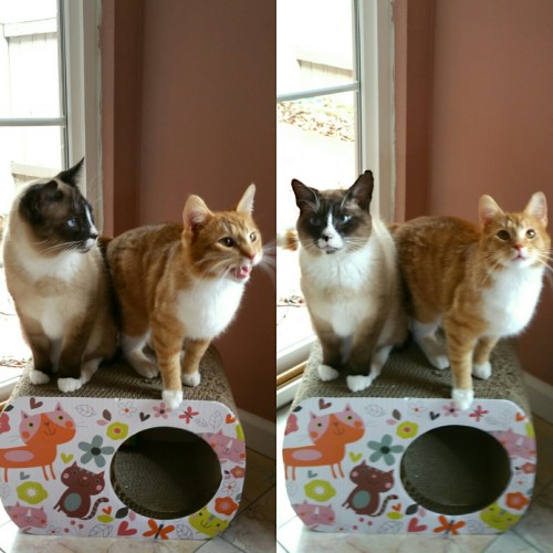 Simba &amp; Sunny