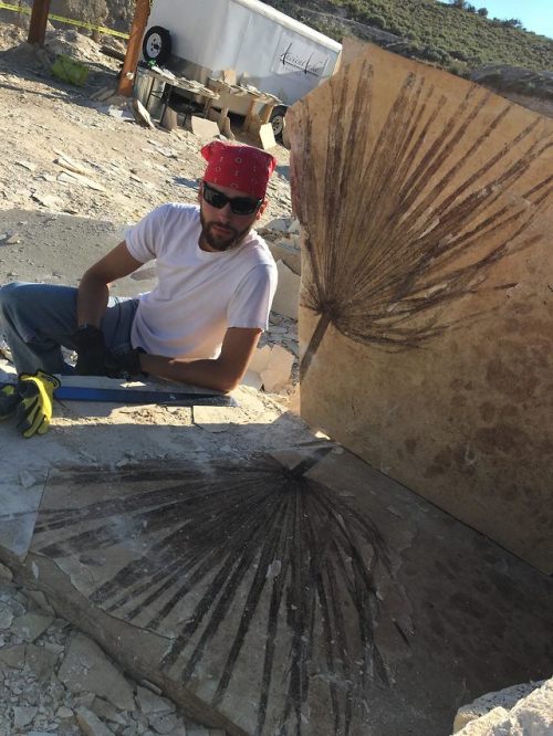 fossilera: 34&quot; Fossil Palm Frond From Wyoming - Perfect Split! This is an amazing piece, co