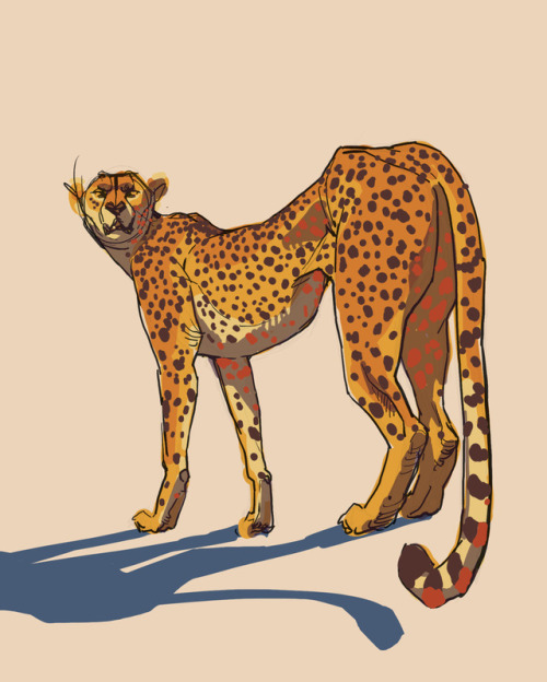 christinebian:Another pair of cheetahs. For some reason lately I’ve been partial to drawing se