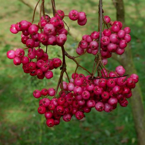 Mountain Ash - Sorbus Vilmorinii Berries. 