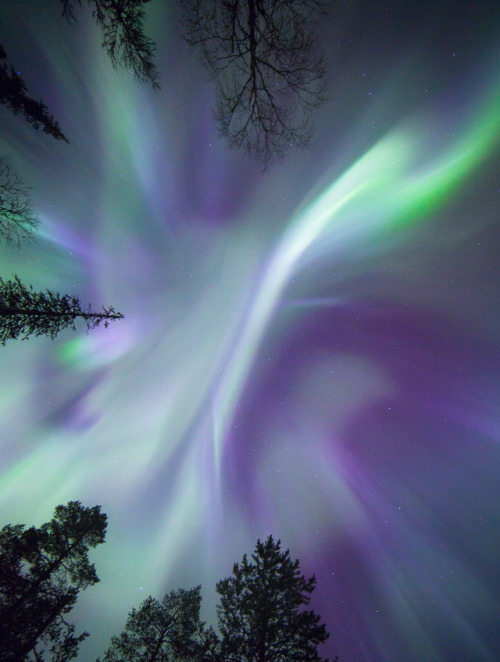 tiinatormanenphotography: Treetop magic.  Lapland, Finland.  by Tiina Törmänen |