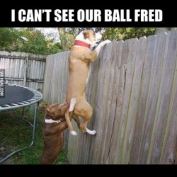 9gag:  I can’t see our ball… 