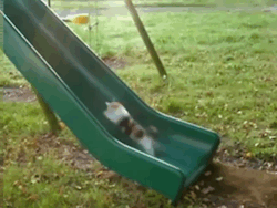 only-ever-gifs:  Cat makes it to the top