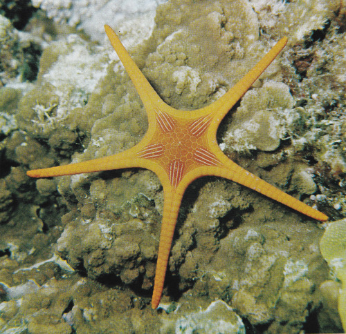 plant-scans:Iconaster longimarius (moebus), The Great Barrier Reef, Allan Power 1969