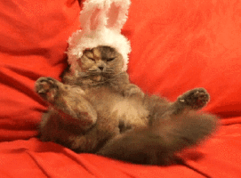Facebook vs Tumblr Cat edition
